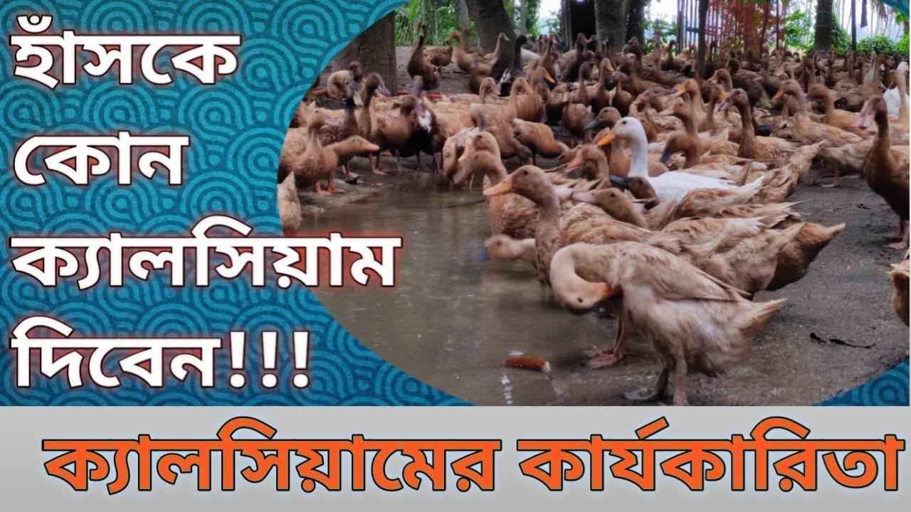 হাঁসকে ক্যালসিয়াম কেনো দিবেন,,! Gencal-p,,,Duck Calcium,phosphorus & vitamin