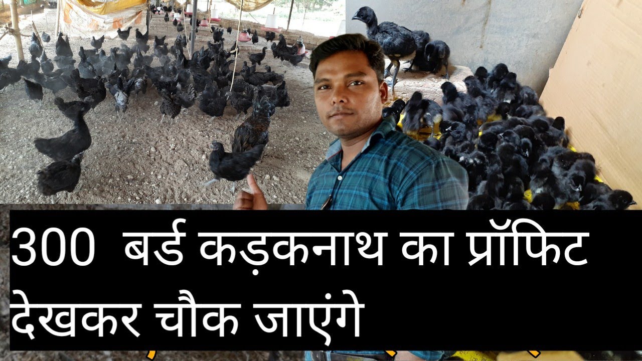 कड़कनाथ मुर्गी पालन से ये किसान कमा लेते हैं लाखों हर महीने।kadaknath farm in jaunpur|ksbiofloc|