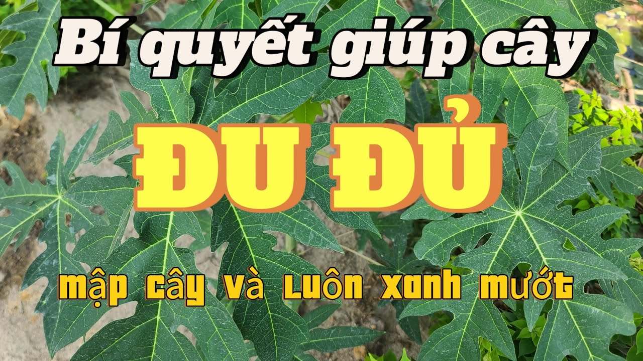 EP 17 : Bí quyết giúp cây 