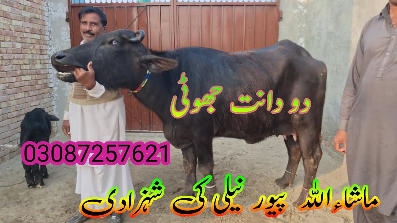 pure neeli Ravi buffalo for sale.#animals #farming neeli TV channel 