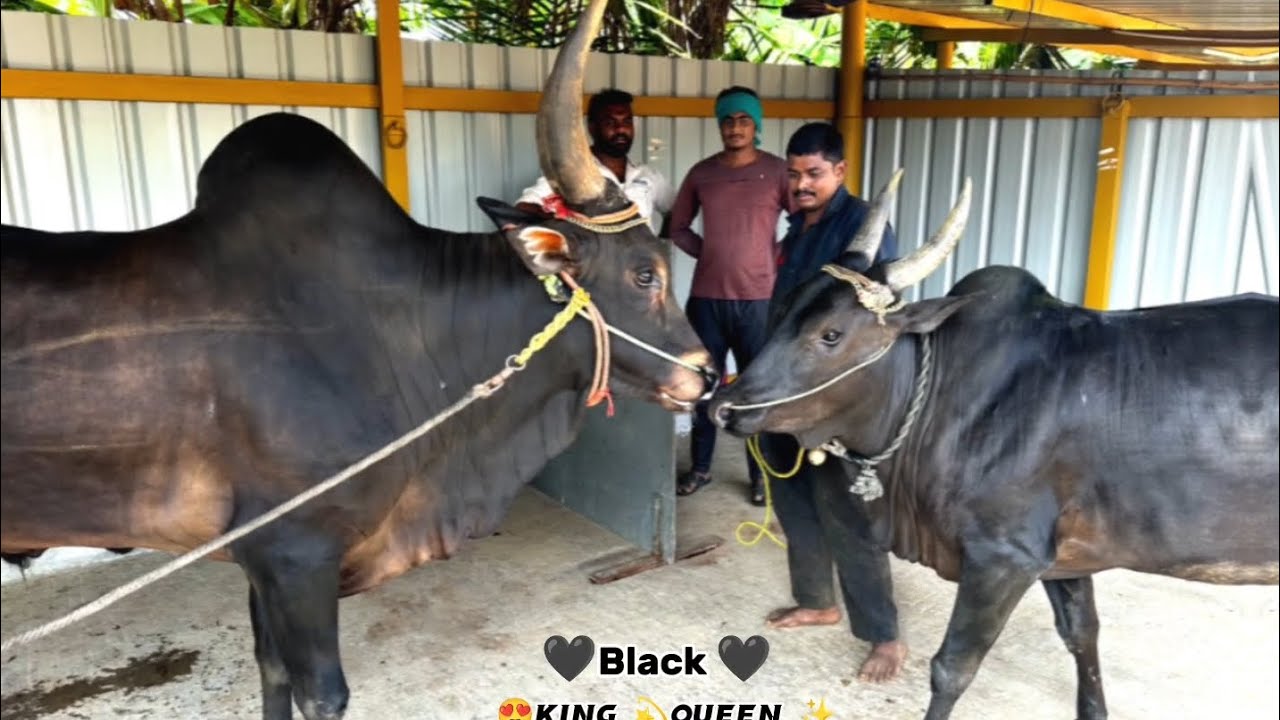 kangeyam bull mating Anbu kaalai #jallikattu#treading#pi#nature#explore