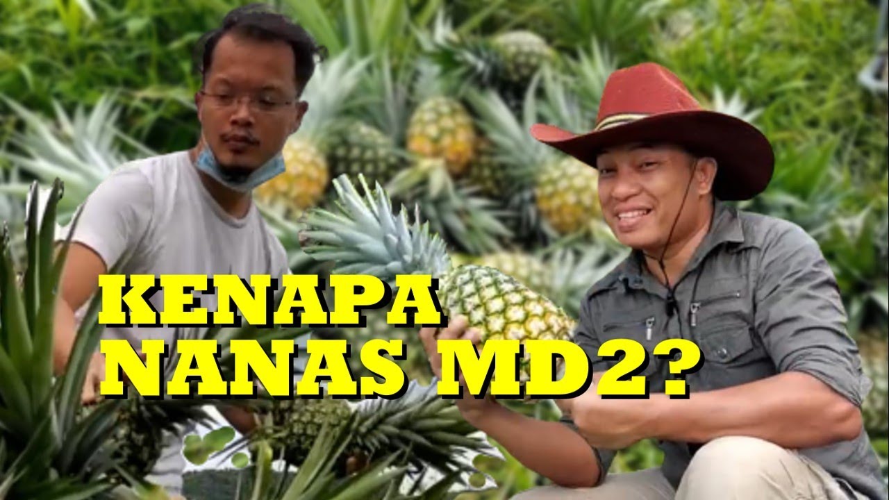 XN2016 XplorasiNiaga: Usahawan Tani Pilih Nanas MD2 | Penjagaan Mudah, Tahan Lasak, Nilai Pasaran ∆