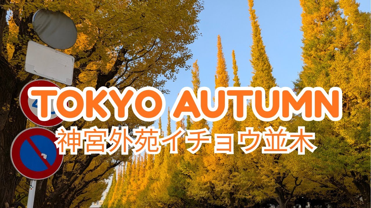 Autumn in Tokyo: Walking Jingu Gaien 東京の紅葉 2025：神宮外苑のいちょう並木 | 秋の散歩