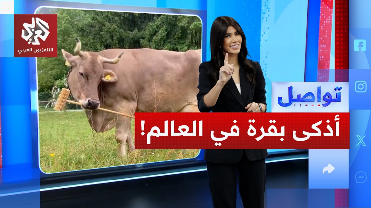 فيرونيكا ..  أذكى بقرة في العالم  والسر في  عصا مكنسة! | تواصل