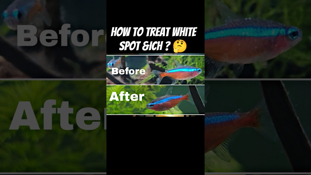 How to treat White Spot ,Ich on Fishes 🤔, treat Ich and white spot, #fish #fishdisease #aquascape