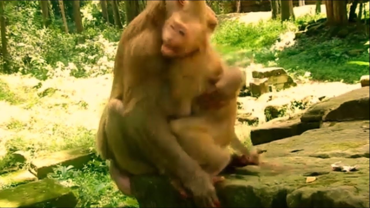 Wow, Orphan baby Amanda is super crying seizure tantrum angrily oldie grandma Ashley removing milk.