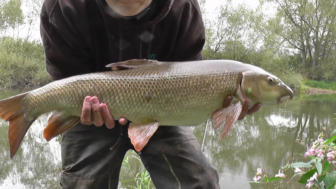 River Severn Barbel Fishing