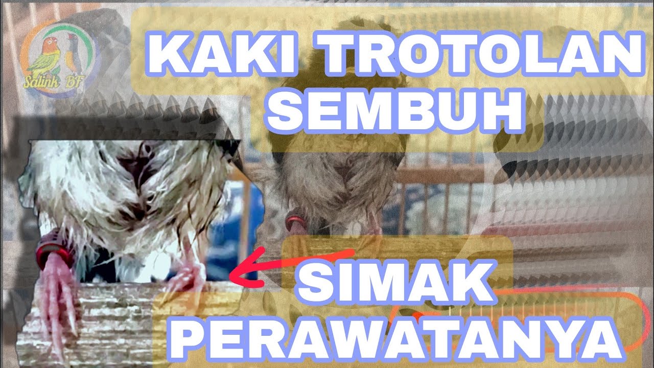 Perawatan Trotolan Murai Batu Yang Cacat Kaki