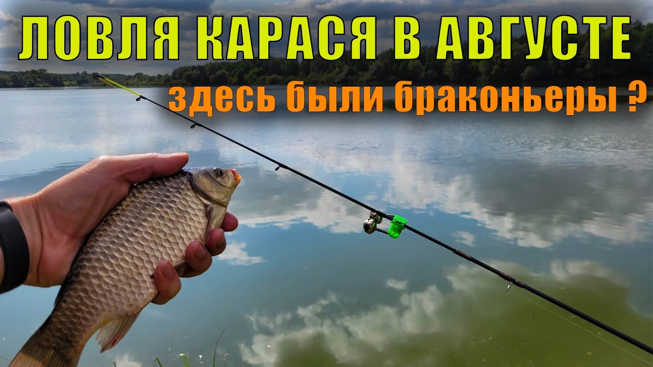 Ловля карася в августе. Много мертвой рыбы у берега