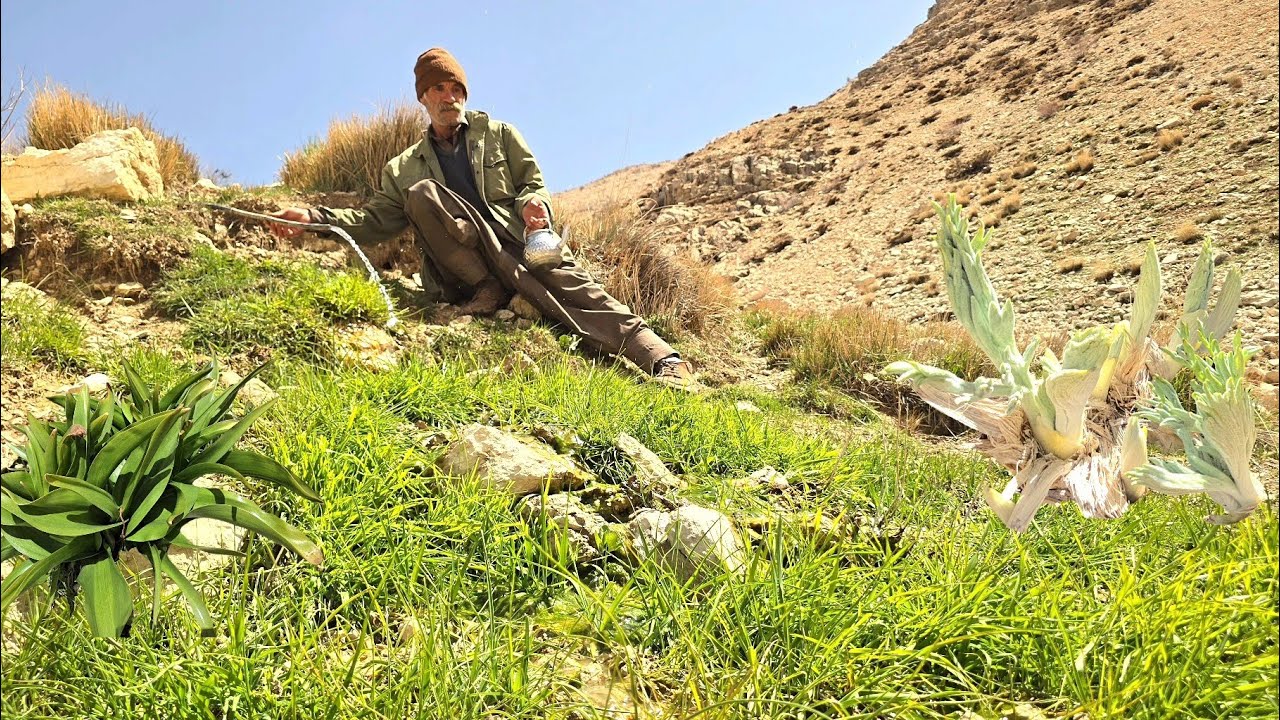 Journey to the heart of Zagros nature: The story of picking medicinal plants and nomadic life