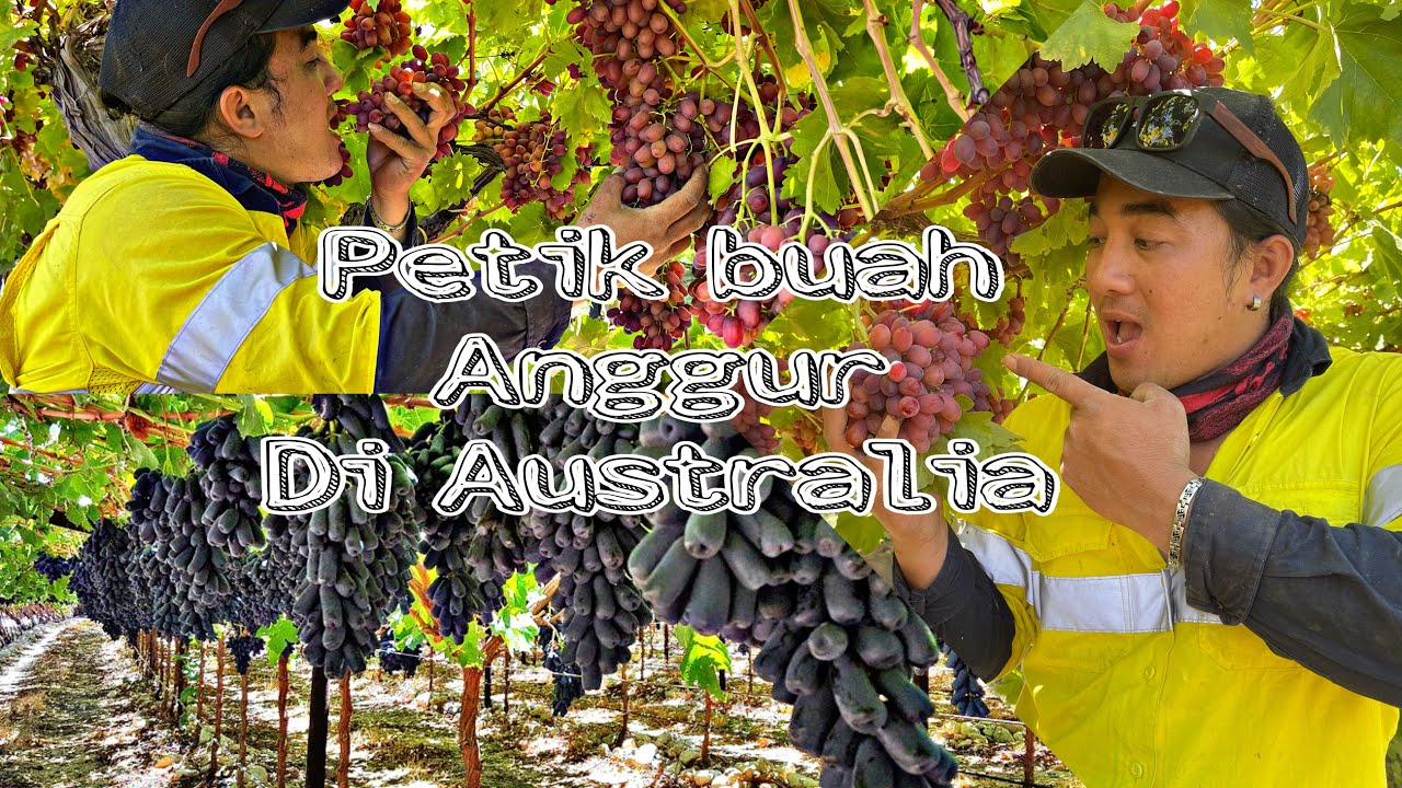 Kerja petik buah Anggur di Australia