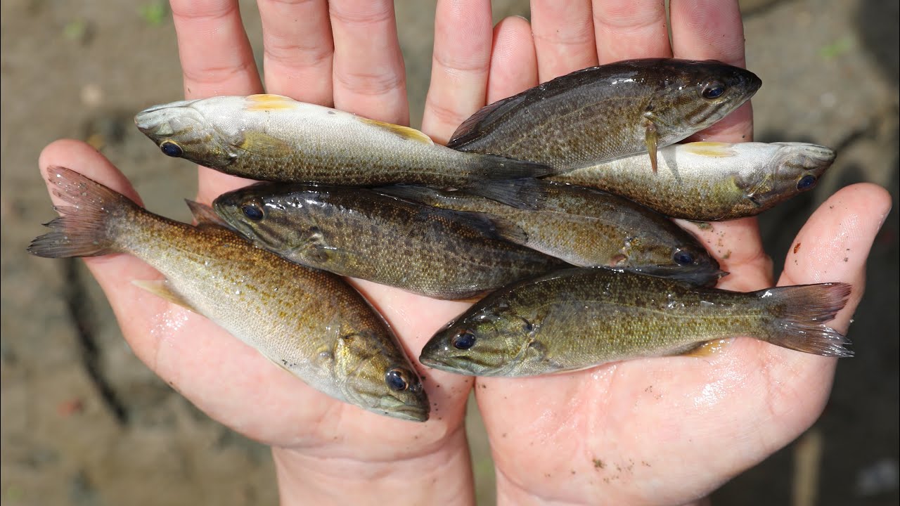 外来魚ブラックバスの幼魚が大量に捕れる川