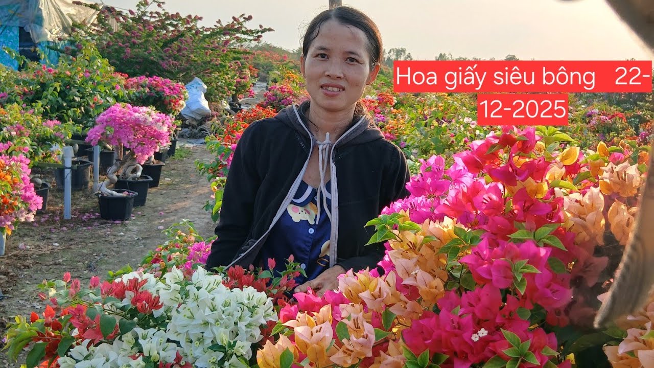 Giao lưu Hoa giấy siêu bông giá bình dân bao ship toàn quốc lh 0775755989 lan