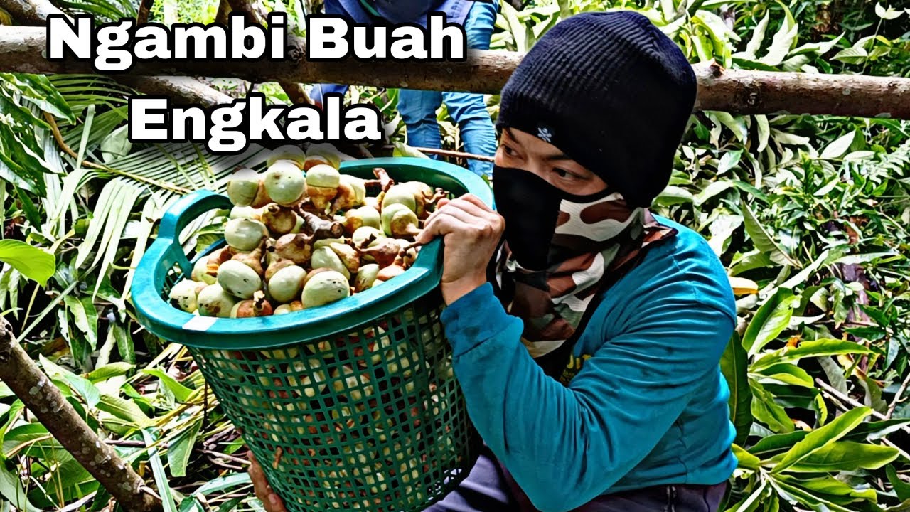 Mayuh Macam Pengawa Enti Maya Pulai Ke Rumah Panjai | Paling Best Ngumpul Buah Engkala