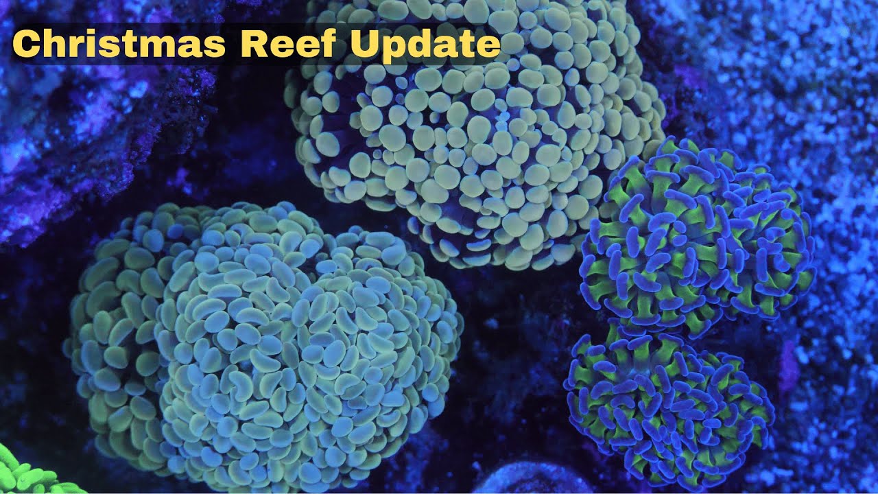 Christmas Reef Tank Update (Saltwater Mollies + Acoel Flatworm Problem)