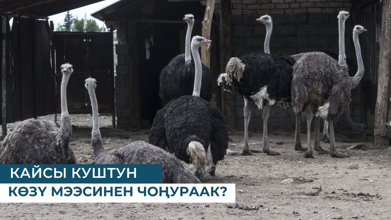 КАЙСЫ КУШТУН КӨЗҮ МЭЭСИНЕН ЧОҢУРААК?