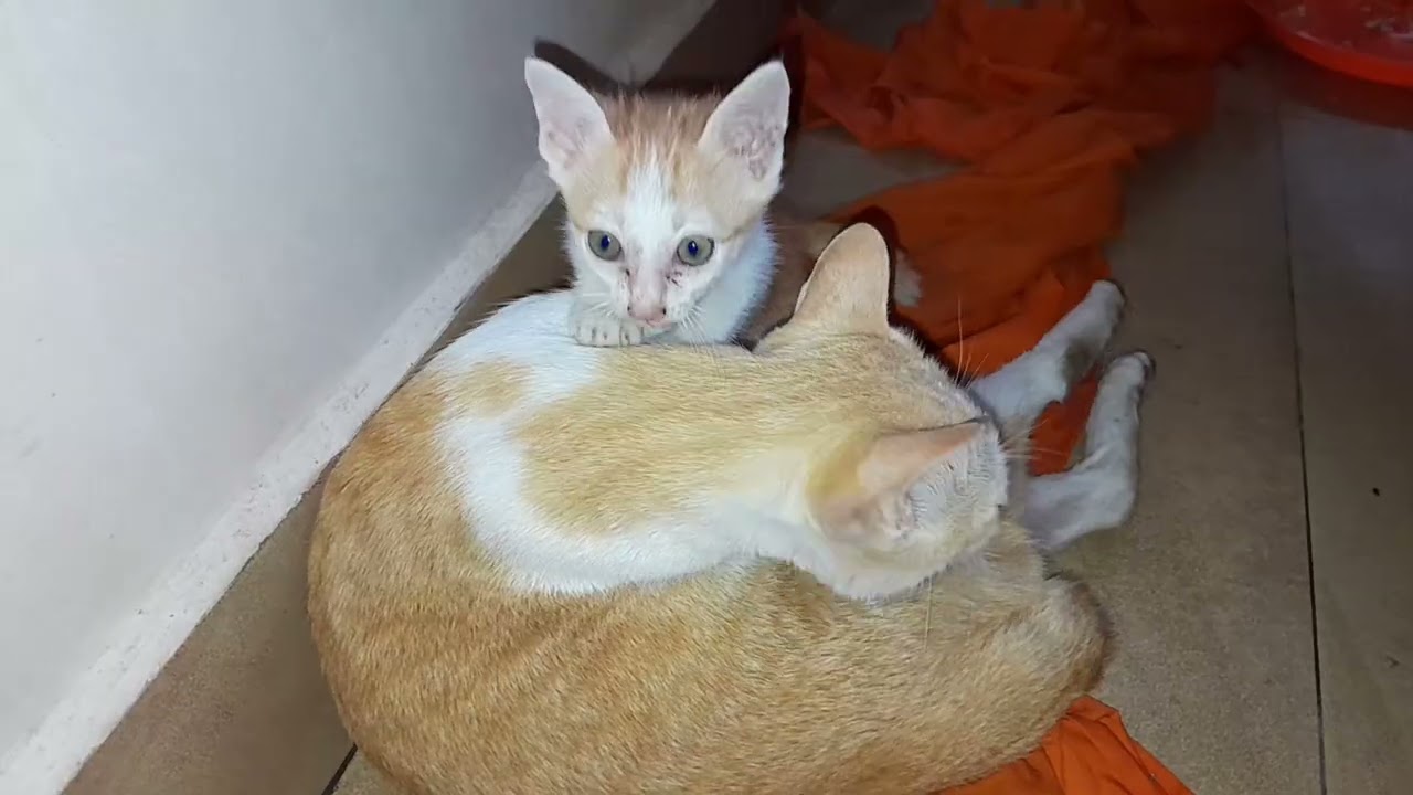 A cute kitten with mom is so friendly 