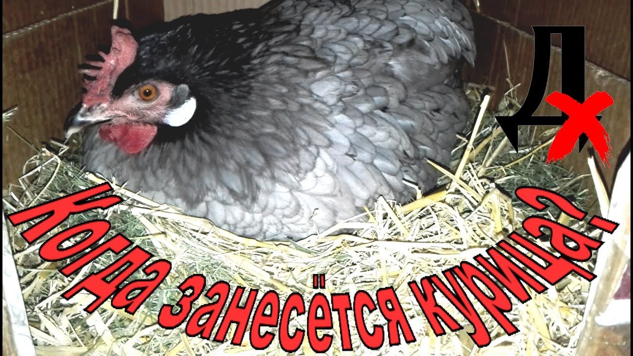 Как узнать, когда занесётся курица? Как отличить несушку от пустышки?