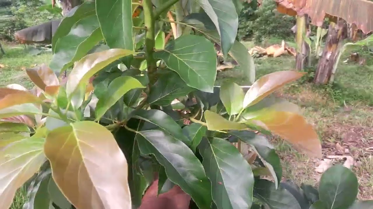 Manfaat pruning untuk pohon alpukat saya