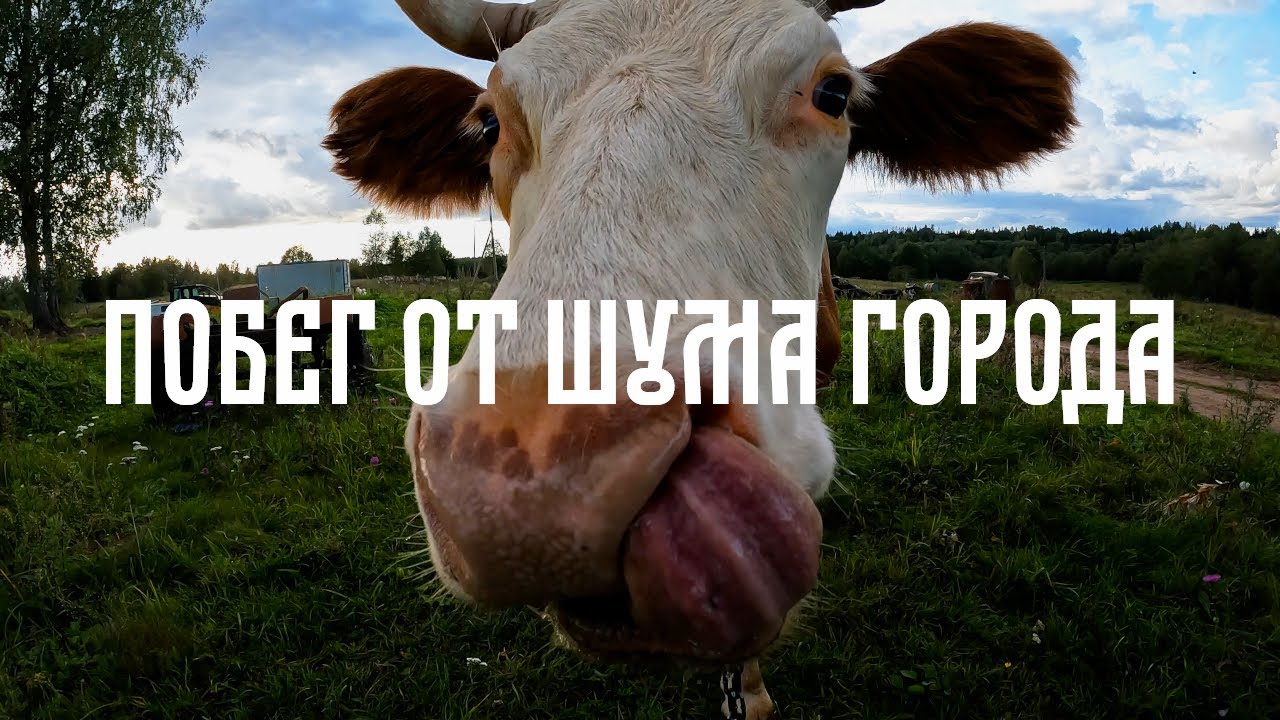 Побег от шума города||Коптим рыбу и готовим грибы на природе #3