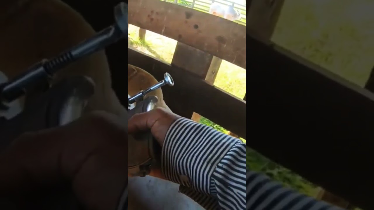 Como aplicar vacina com segurança em animal com chifre #shorts