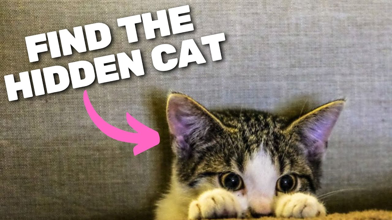 Find the Hidden Animal inside the House