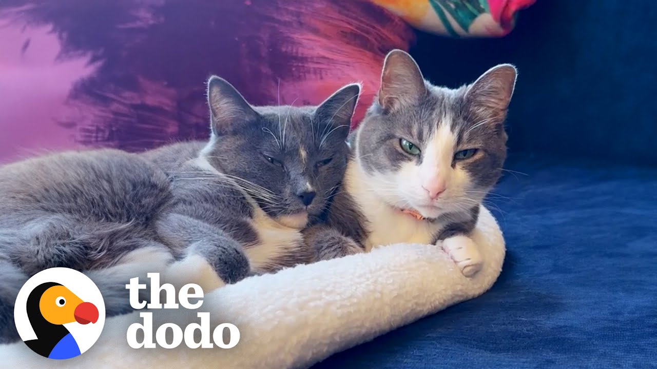 No One Wanted This Cat Because She Was Shy | The Dodo