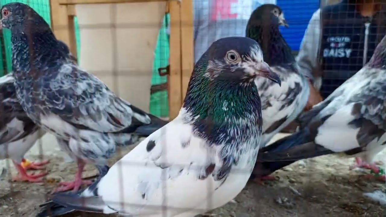 بڑے شاندار کبوتر لال انکھوں والے اور ٹیڈی شوق کریں مزہ