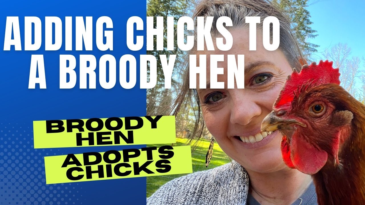 How to Help Broody Hen Adopt Chicks Successfully