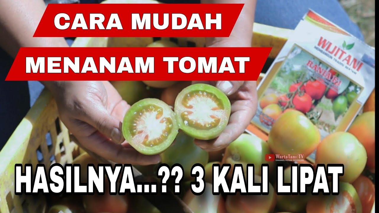 Cara menanam tomat dengan mudah agar buahnya lebat dan besar