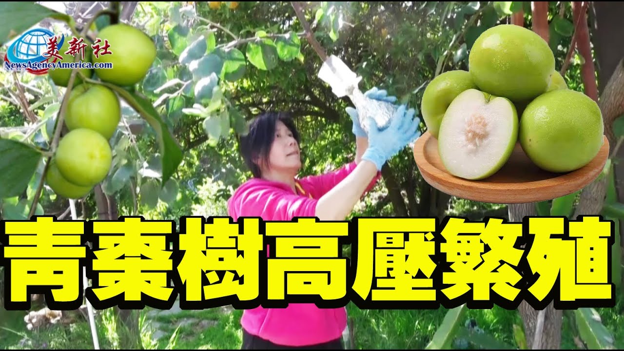 青棗樹 高壓繁殖方法，超級簡單，人人都能學會！