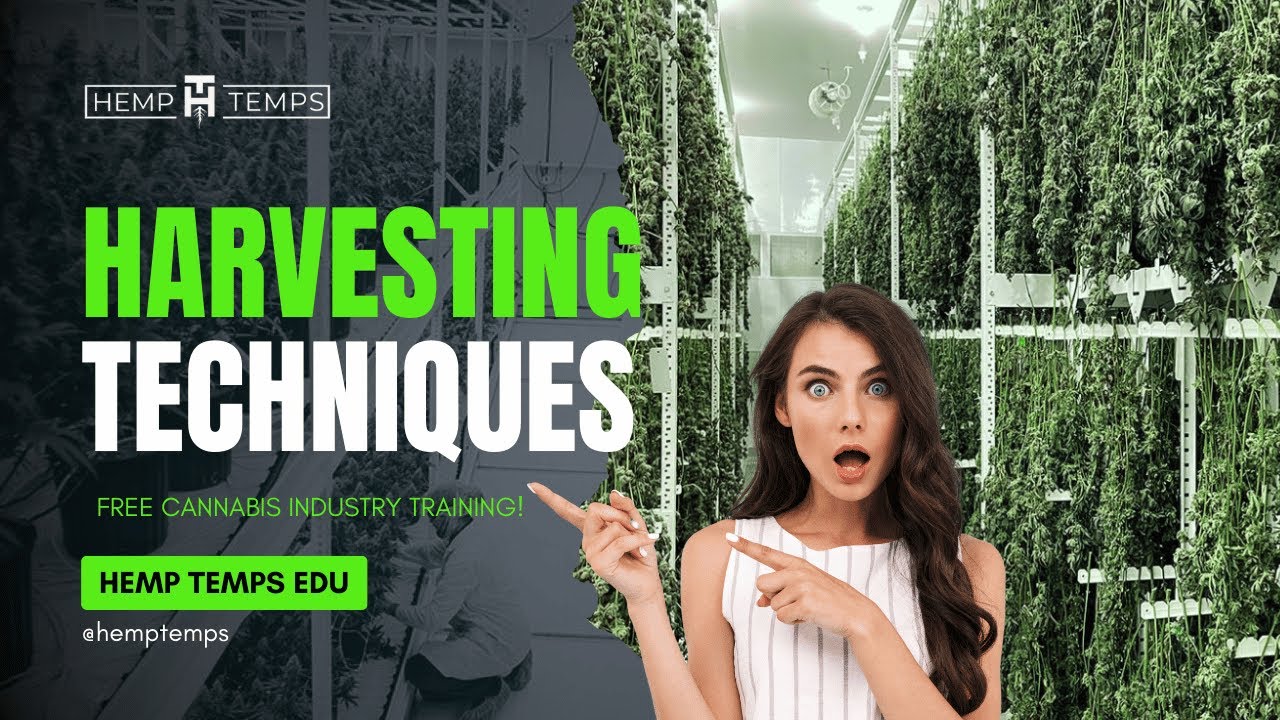 Harvesting Techniques | Hemp Temps University | Free Cannabis Training