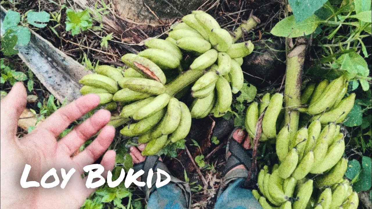 BANANA HARVEST in the mountain orchard&mdash;life in the countryside!