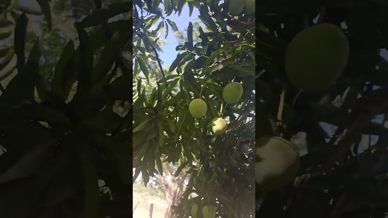 Olha quanta fatura  quando Deus  manda  mandar  sobrando 🥭