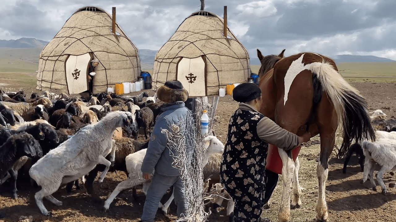HORSE MILKING & SHEEP SHEARING | Natural Nomadic life