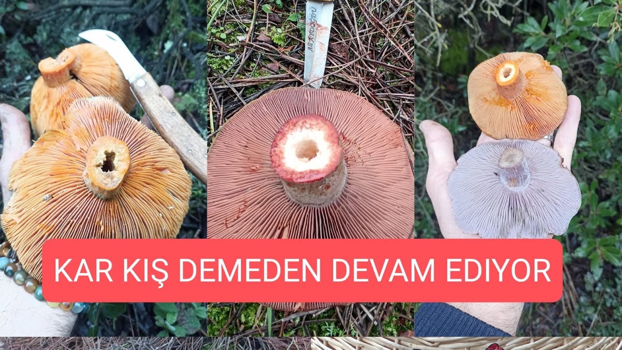 ÇINTAR TOPLAMAYA DEVAM