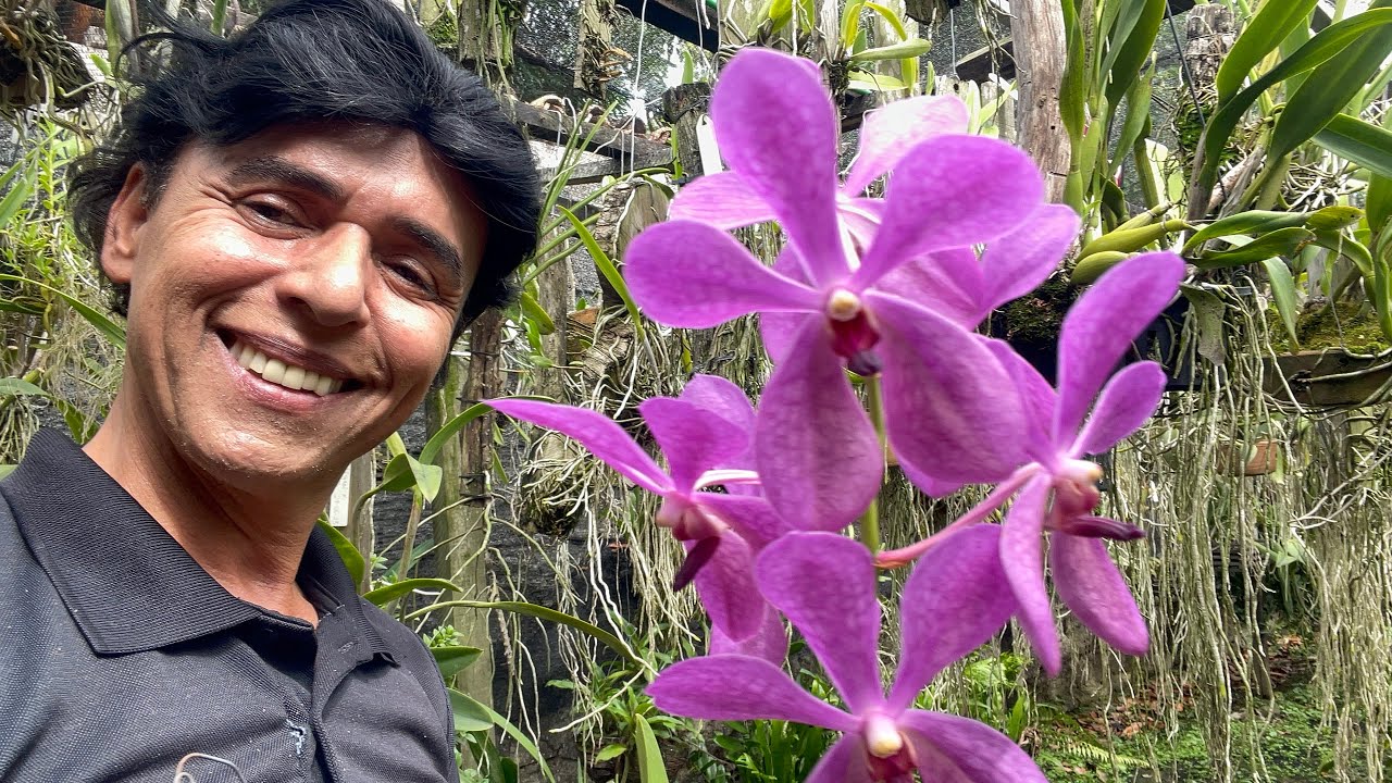 ORQUÍDEA VANDA