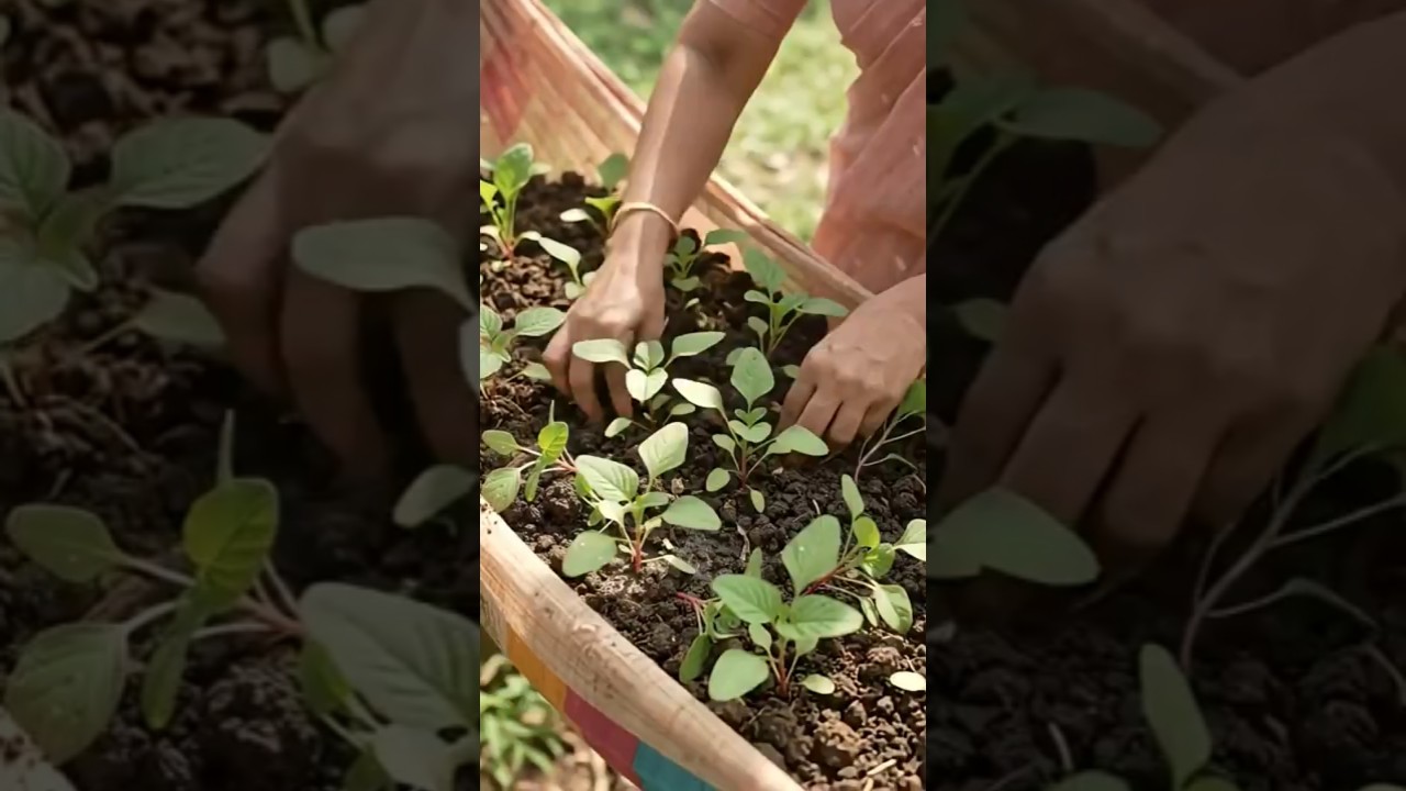 പഴയ സാരിയിൽ ചീര കൃഷി ചെയ്യാം 👌|@Lisa| #shorts #shortvideo #krishi #tips #cheera