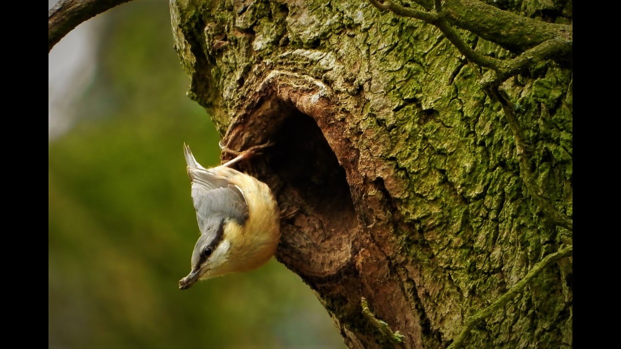 A Long Overdue Trip to Brandon Marsh: 3rd April 2022