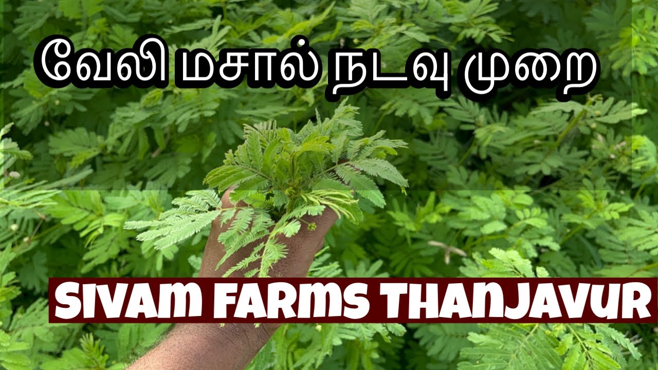 வேலி மசால் நடவு முறை | தெளிக்க வேண்டாம் | #velimasal #goat #goatfarming #thanjavur