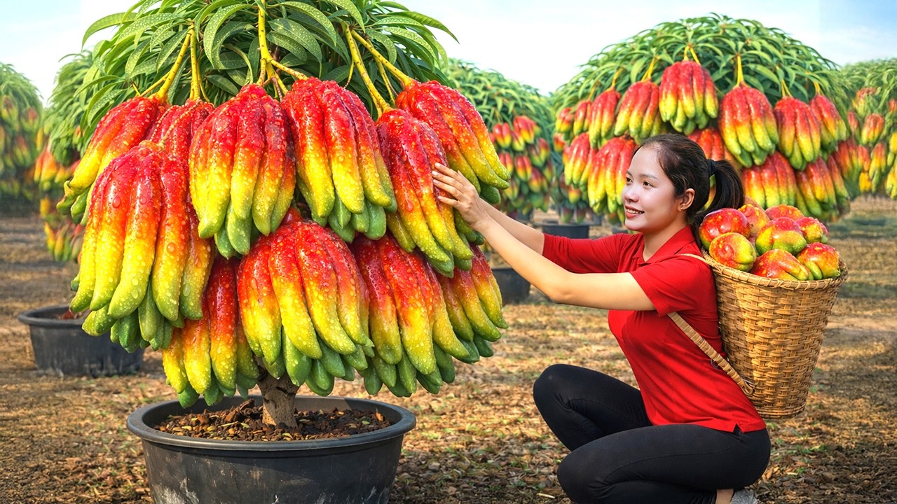 REWIND TIMELAPSE - Harvesting Tons of Gaint Buddha's Hand fruit GoTo Market Sell, Garden & Cooking