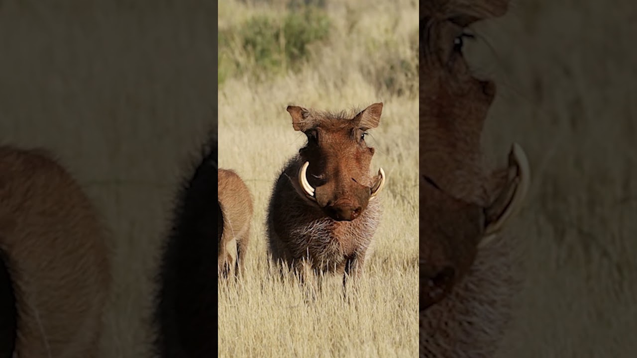 alert warthog in natural habitat  | Stock Drift #warthogs #wildlife #wildanimals