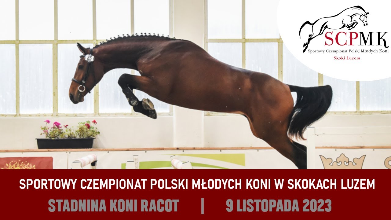 LIVE 🔴 Sportowy Czempionat Polski Młodych Koni - SKOKI LUZEM - 2 latki | RACOT | 09.11.2023