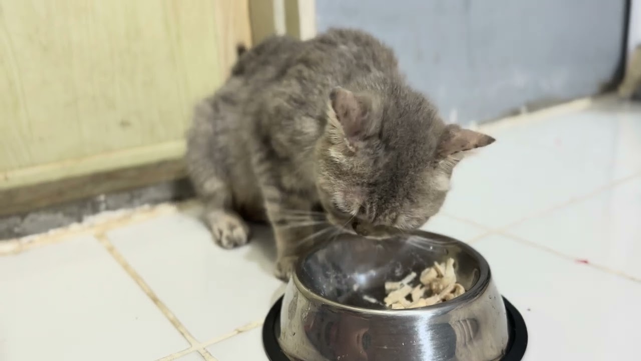 BSH / BRITISH SHORT HAIR CAT MUMMY MAKAN AYAM REBUS SELERA BETUL BIKIN GEMBUL 