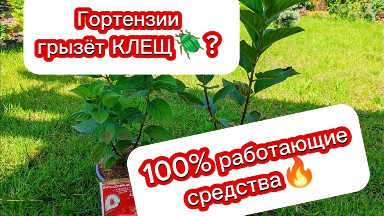 SOS! Лист гортензии стал коричневым и опадает? Это клещ! 100% РАБОТАЮЩИЕ ДОЗИРОВКИ ПРЕПАРАТОВ💪 #дача