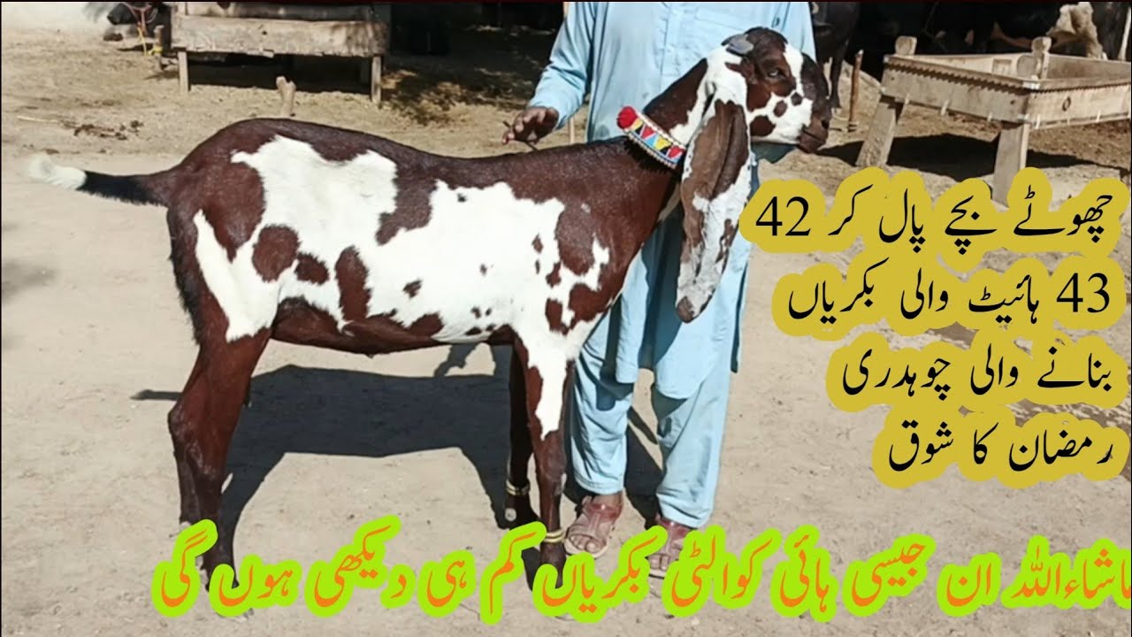 57| Most beautiful and Big Sized goats of Ch. Ramzan | Some premium Stuff of Goats in Goat farming