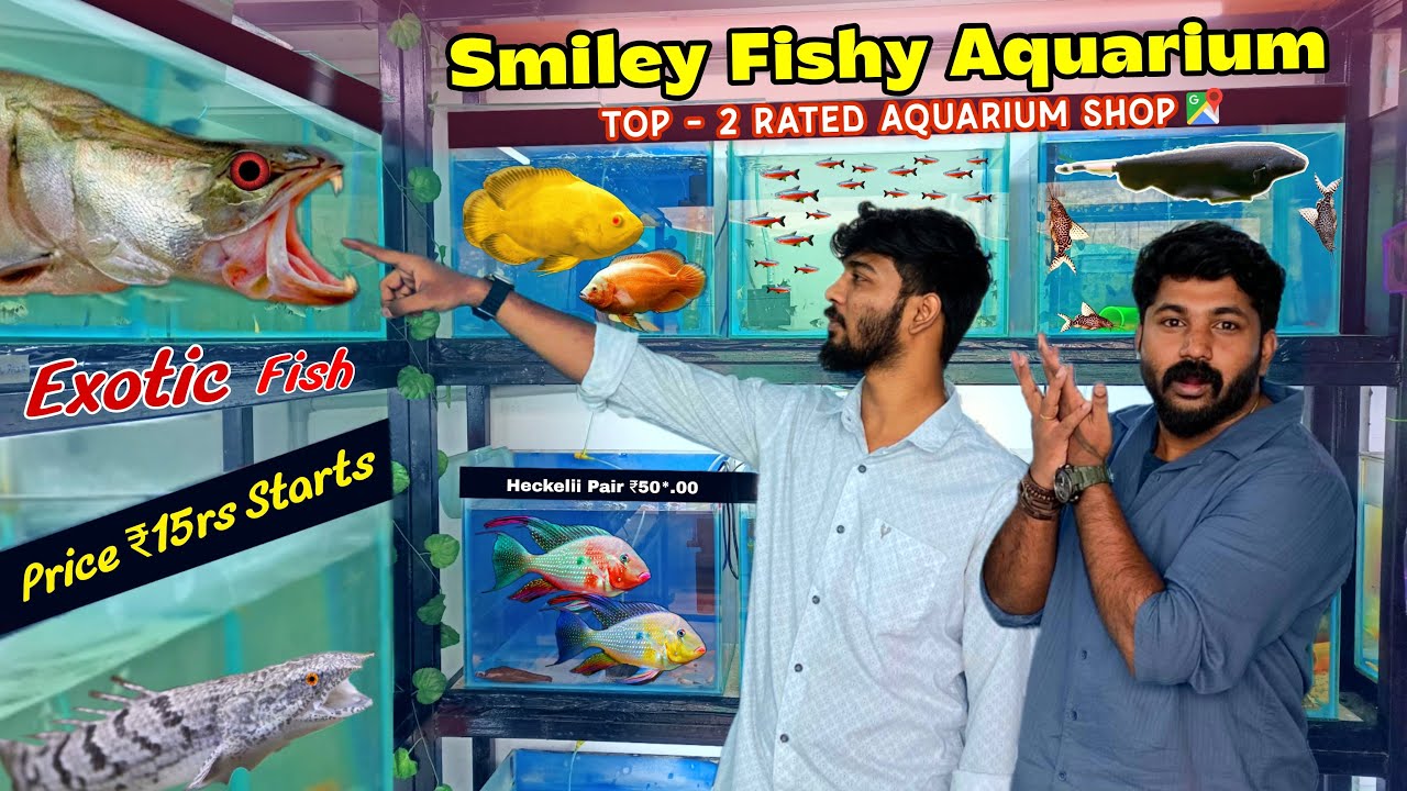 ₹5 EXOTIC FISH IN CHENNAI | SMILEY FISHY AQUARIUM | BEST RETAIL AQUARIUM RATED BY GOOGLE 