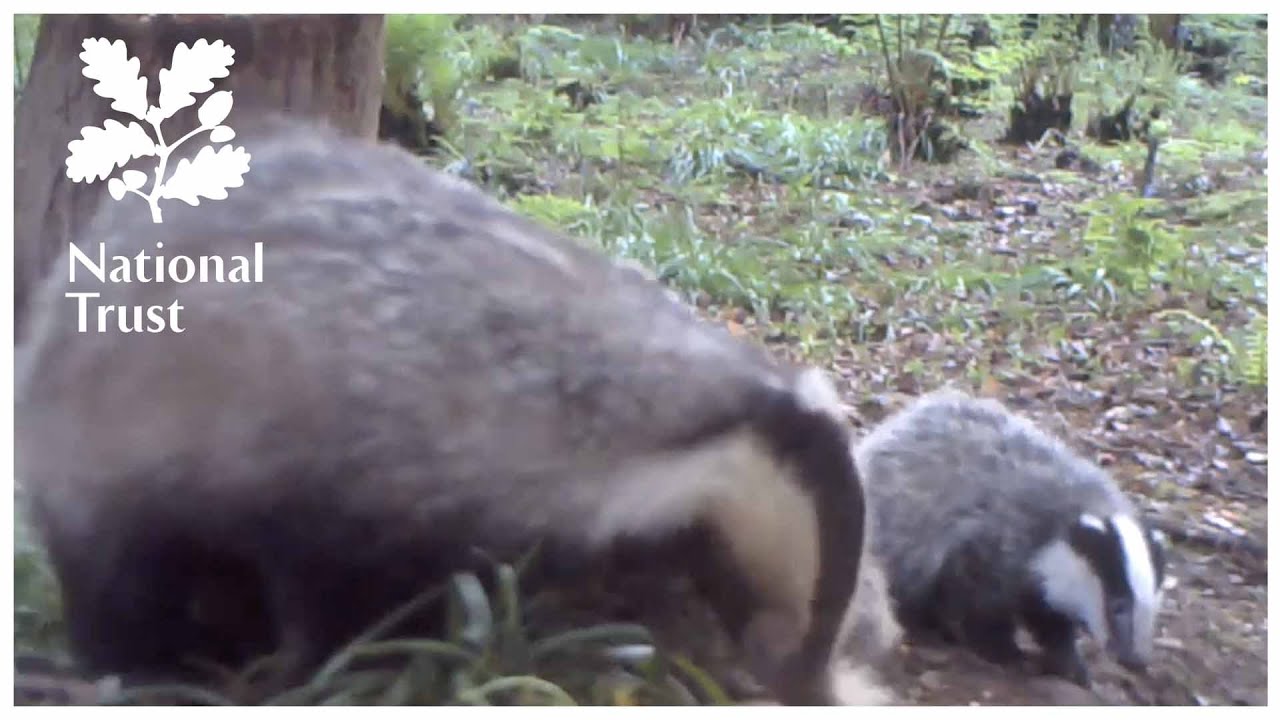 Meet the adorable badger family at National Trust Mount Stewart
