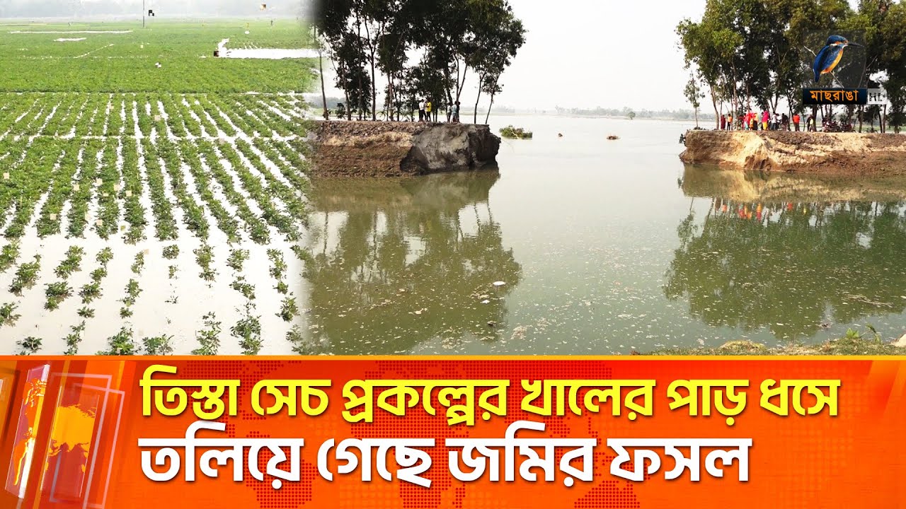 তিস্তা সেচ প্রকল্পের প্রধান খালের পাড় ধসে তলিয়ে গেছে শতশত বিঘা জমির ফসল | Maasranga News
