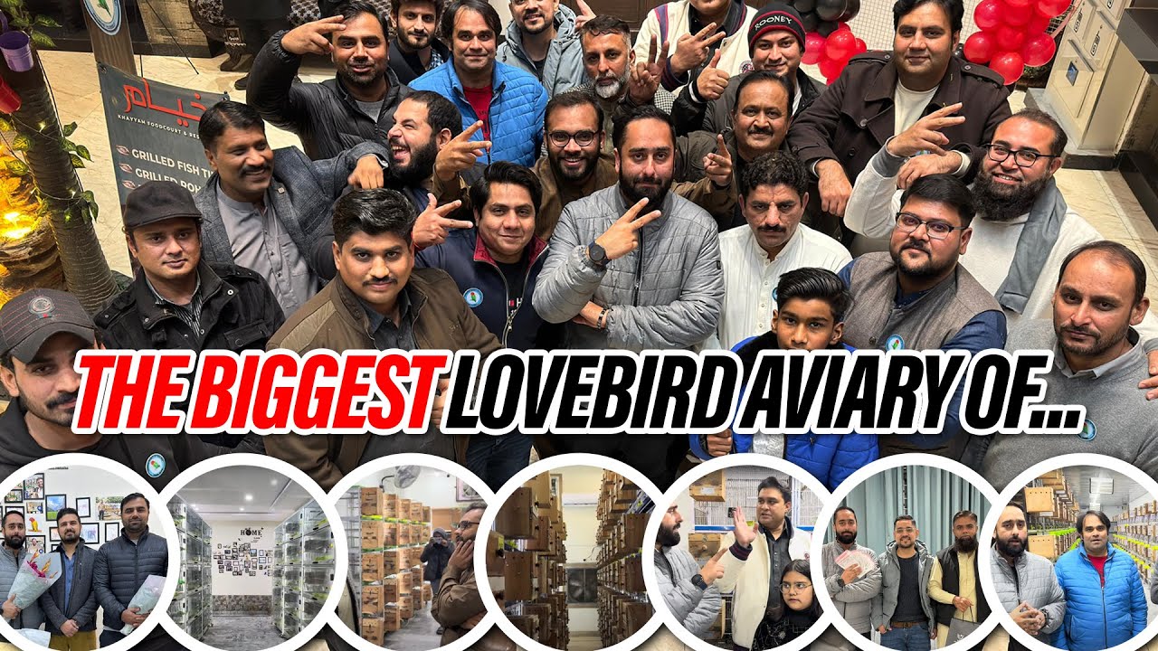 The Biggest Lovebird Aviary Of&hellip;..